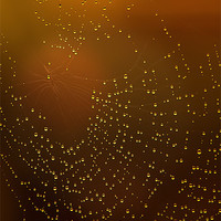 Buy canvas prints of Web of Tear Drops by Nigel Hatton
