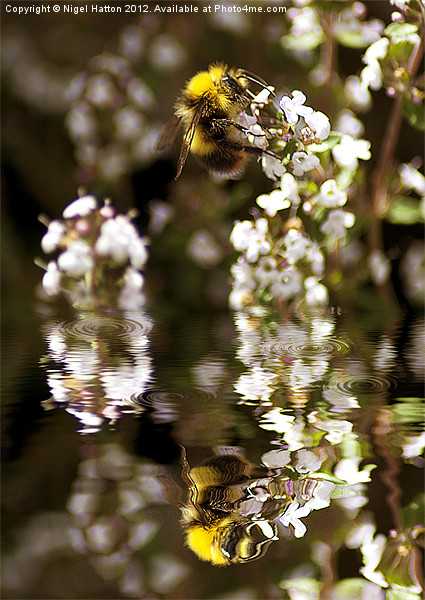 Bee Reflection Picture Board by Nigel Hatton