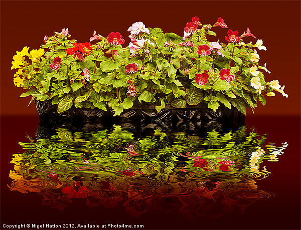 Flowers Reflections Picture Board by Nigel Hatton