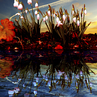 Buy canvas prints of Snow Drop Reflections by Nigel Hatton