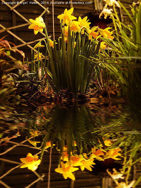 Daffodils Picture Board by Nigel Hatton