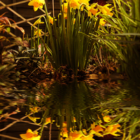 Buy canvas prints of Daffodils by Nigel Hatton