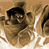 Buy canvas prints of chocolate roses by Sharon Lisa Clarke