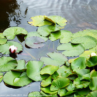 Buy canvas prints of lily pond by Sharon Lisa Clarke