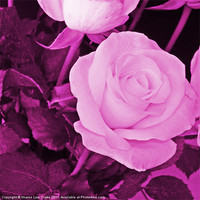 Buy canvas prints of plum rose by Sharon Lisa Clarke