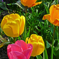 Buy canvas prints of tulips in bloom by Sharon Lisa Clarke