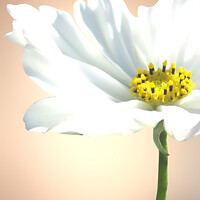 Buy canvas prints of Pure white cosmos by Sharon Lisa Clarke