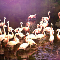 Buy canvas prints of Flamingo Magic by Sharon Lisa Clarke