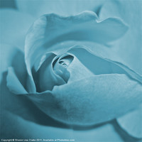 Buy canvas prints of Pale blue rose by Sharon Lisa Clarke