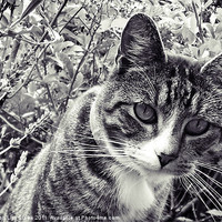 Buy canvas prints of Gizmo by Sharon Lisa Clarke