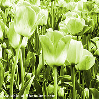 Buy canvas prints of Tulips and lime by Sharon Lisa Clarke