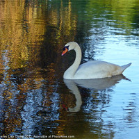 Buy canvas prints of Swan Lake by Sharon Lisa Clarke