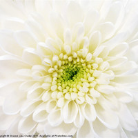 Buy canvas prints of White Chrysanthemum by Sharon Lisa Clarke