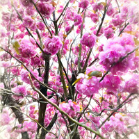 Buy canvas prints of Blossom Passion by Sharon Lisa Clarke
