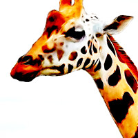 Buy canvas prints of Giraffe by Sharon Lisa Clarke
