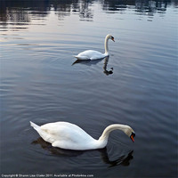 Buy canvas prints of Swan lake 2 by Sharon Lisa Clarke