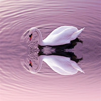 Buy canvas prints of Graceful reflections by Sharon Lisa Clarke