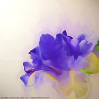 Buy canvas prints of Iris Dreams by Sharon Lisa Clarke