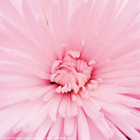 Buy canvas prints of Chrysanthemum heart by Sharon Lisa Clarke