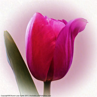 Buy canvas prints of Tulip by Sharon Lisa Clarke