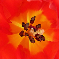 Buy canvas prints of Tulip heart by Sharon Lisa Clarke