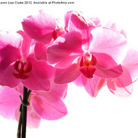 Buy canvas prints of Orchid by Sharon Lisa Clarke