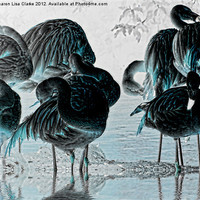 Buy canvas prints of Exotic Flamingos by Sharon Lisa Clarke