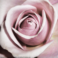Buy canvas prints of Dusky Rose by Sharon Lisa Clarke