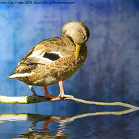 Buy canvas prints of Sleeping Duck by Sharon Lisa Clarke