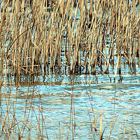 Buy canvas prints of Lake reeds by Sharon Lisa Clarke