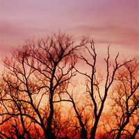 Buy canvas prints of Crimson treetops 2 by Sharon Lisa Clarke