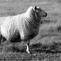 Buy canvas prints of Woolly Coat in black and white by Sharon Lisa Clarke