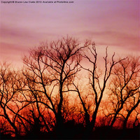 Buy canvas prints of Crimson treetops 4 by Sharon Lisa Clarke