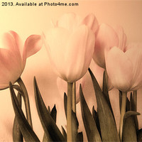Buy canvas prints of Vintage Tulips by Sharon Lisa Clarke
