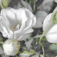 Buy canvas prints of Subtle Delicacy by Sharon Lisa Clarke