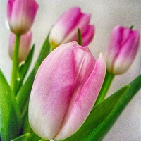 Buy canvas prints of Textured Tulips by Sharon Lisa Clarke