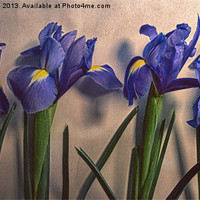 Buy canvas prints of Vintage Irises by Sharon Lisa Clarke