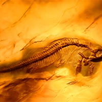 Buy canvas prints of Ichthyosaur by Sharon Lisa Clarke