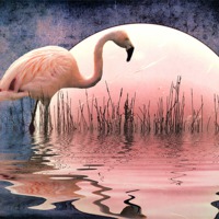 Buy canvas prints of Flamingo Moon by Sharon Lisa Clarke