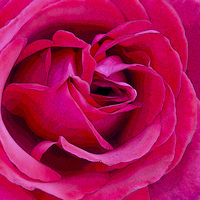 Buy canvas prints of Rose by Sharon Lisa Clarke