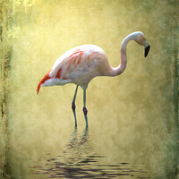 Buy canvas prints of Flamingo by Sharon Lisa Clarke