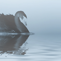 Buy canvas prints of Swan lake by Sharon Lisa Clarke