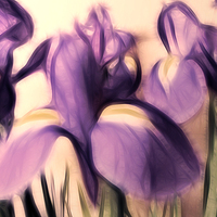 Buy canvas prints of Soft iris by Sharon Lisa Clarke