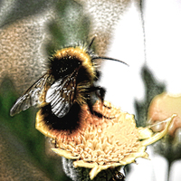 Buy canvas prints of Bee-utiful by Sharon Lisa Clarke