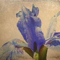 Buy canvas prints of Antique Iris by Sharon Lisa Clarke