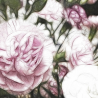 Buy canvas prints of Carnations by Sharon Lisa Clarke