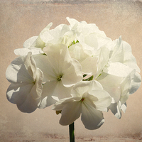 Buy canvas prints of Antique White by Sharon Lisa Clarke