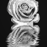Buy canvas prints of Silver rose by Sharon Lisa Clarke