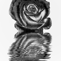 Buy canvas prints of Chrome rose by Sharon Lisa Clarke
