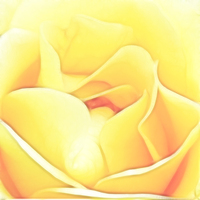 Buy canvas prints of Soft Yellow Rose by Sharon Lisa Clarke